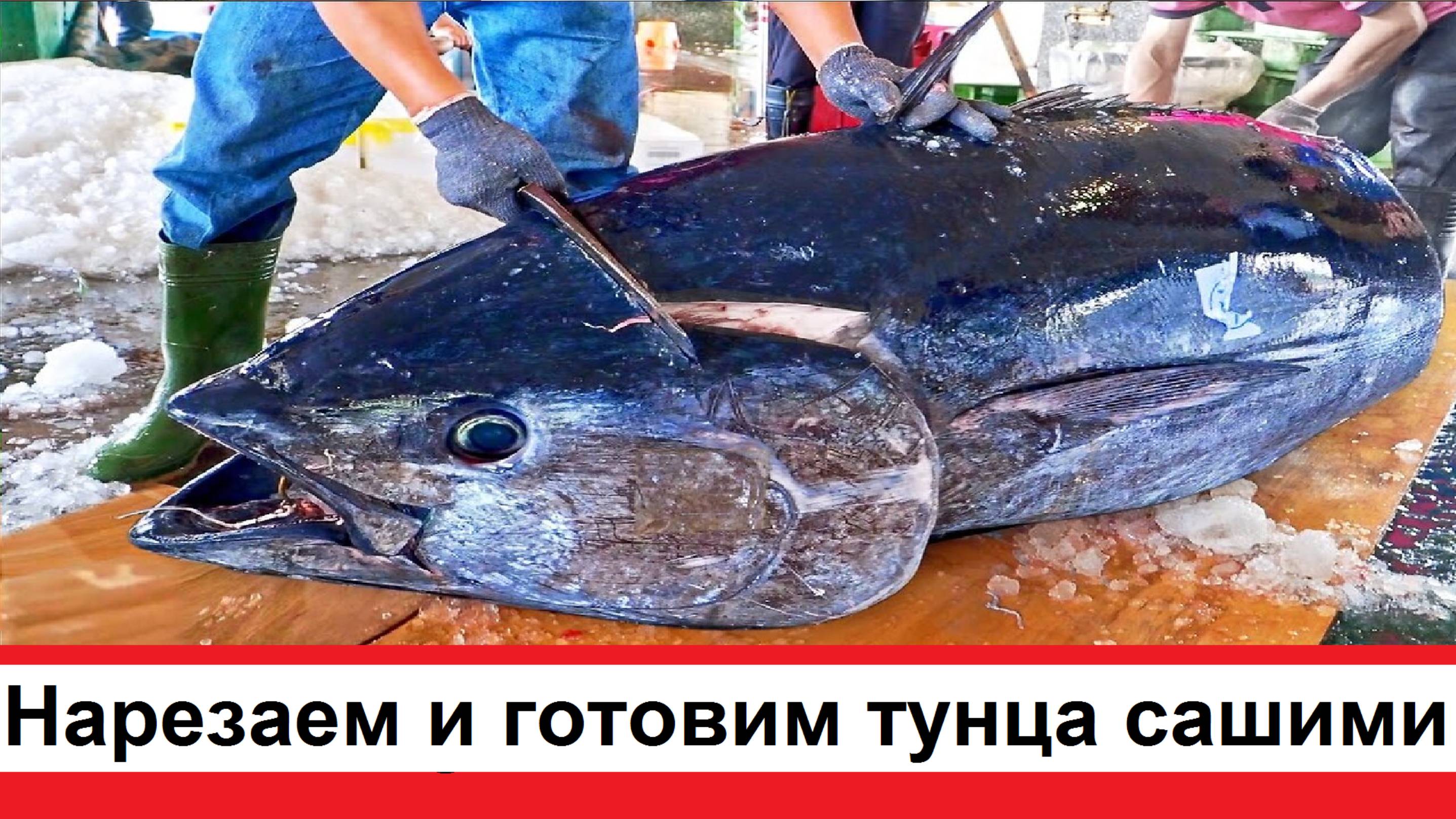 Нарезаем огромного голубого тунца и готовим восхитительное сашими