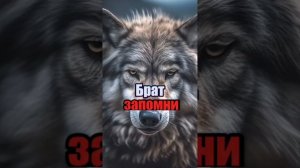 Цитаты волка Ауф мемы Нарезка видео из тик тока Мудрый Волк из инсты Нейронный клык Танцующий волк