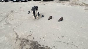 Фиелисс Явенга. выборка вещи.