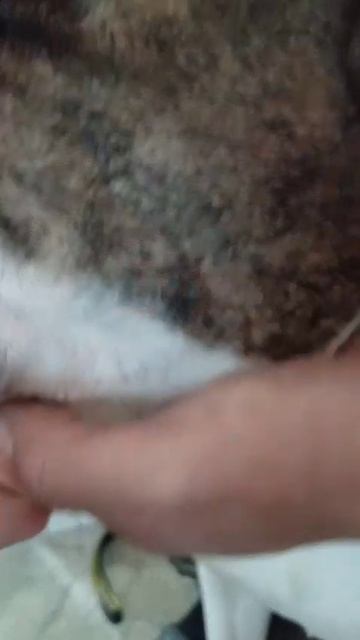 rutube.ru