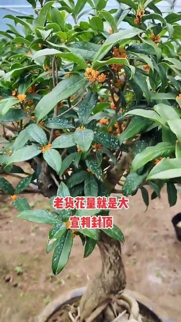 高提根精品顶头五分叉《艳红桂》 #桂花 #盆景桂花 #盆景 смотреть онлайн