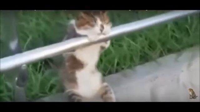 Прикол про кисок