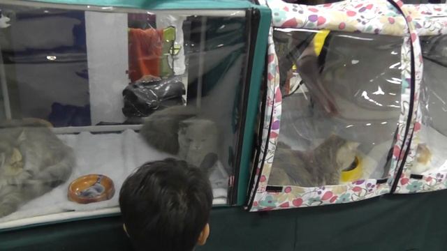 26.07.2014 ВЫСТАВКА КОШЕК 02505 смотреть онлайн