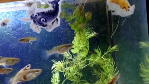 Рыбки гуппи аквариум 25л