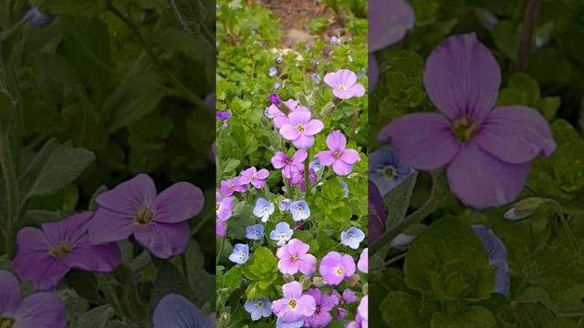 29-04-2025 Прогулки по весеннему городу.....