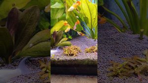 Стаурогин браун на initial sticks и фито лампе для растений без СО2.миристемная форма