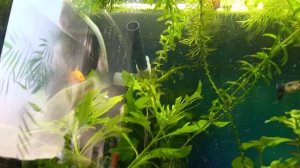 молька рожает.mp4