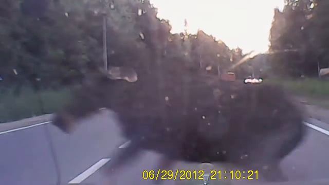 Бешенный лосенок смотреть онлайн