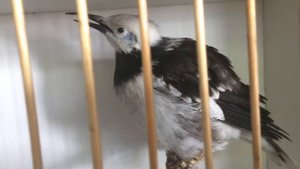 Выставка птиц Сергея Рынды - 8