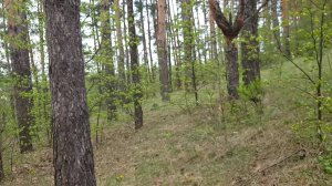 "Зелёнка" пробуждается.