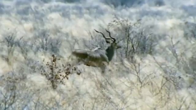 Спиральные линзы. Пластырь для органов. Самое маленькое беспозвоночное. Новости QWERTY №289