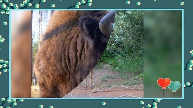 Беловежская пуща! смотреть онлайн