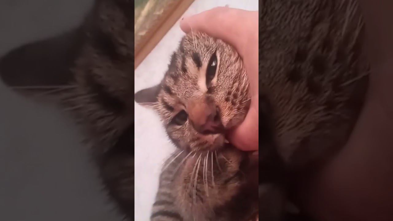 Барс только в сети смотреть онлайн