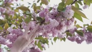 Расслабляющая музыка для нервов 🌿 Успокаивающая музыка, целебная для сердца и кровеносных сосудов
