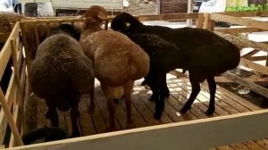Посещаем выставку баранов различных пород