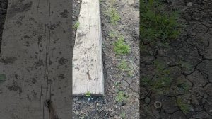 Новости с участка