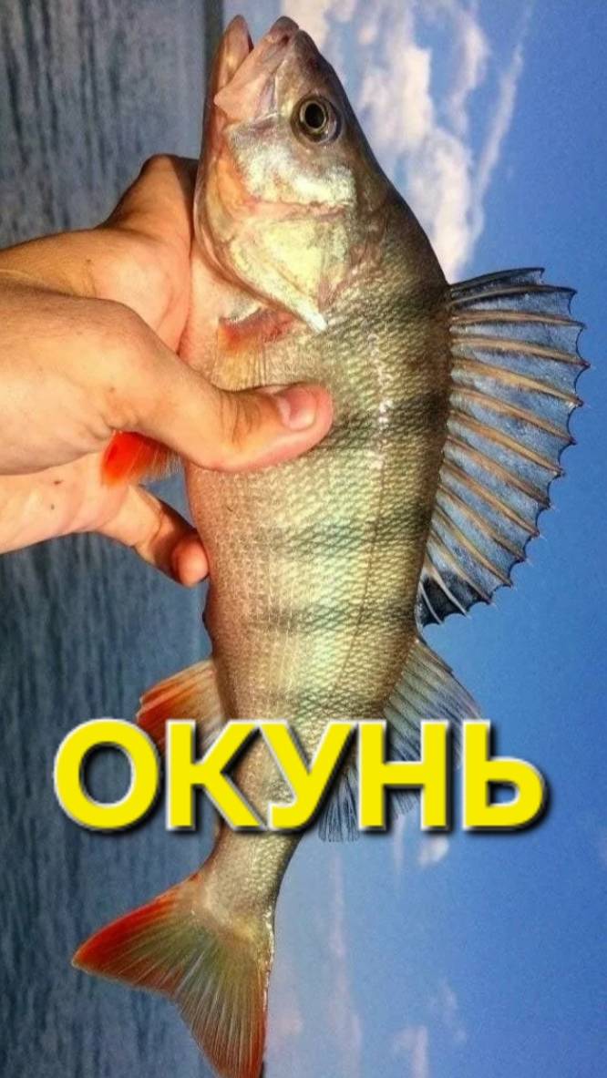 🔥ОКУНЬ-КРАСАФЧИК🔥 ушол ДОМОЙ
