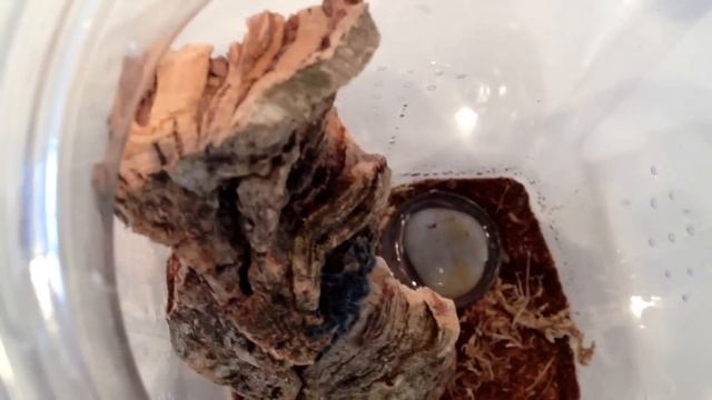 Avicularia versicolor (Marinique/Antilles Pink Toe) смотреть онлайн