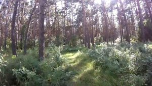 НА ДВА ДНЯ ВСЕ ЗАБУДЬТЕ/\Пламя ВИА – На два дня, на два дня Вы забудьте про меня