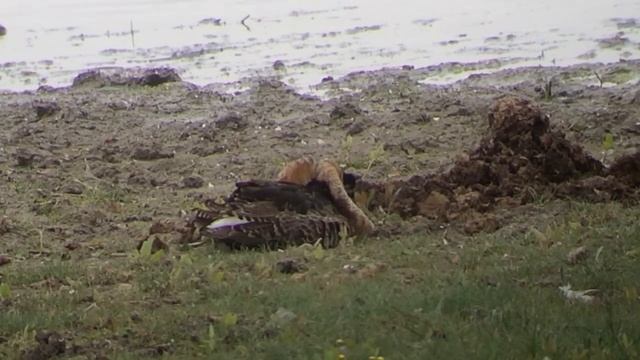 Ruff, ugly male смотреть онлайн