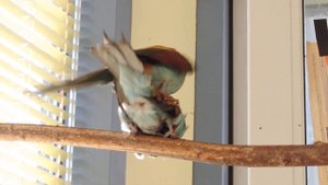 СПАРИВАНИЕ ЩУРОК