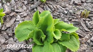 Хоста Spartacus... ранней весной 23.04....#hosta #хоста #сорта #Spartacus
