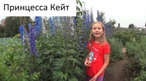 Дельфиниум многолетний у Кати на даче. Второй дачный сезон. 2021г. (+7-903-936-4262)