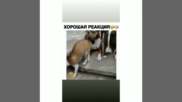 #ЛучшиеПриколы #Приколы2018 #ЗасмеялсяПроиграл7

20 МИНУТ ОТБОРНЫХ ПРИКОЛОВ | ЛУЧШИЕ ПРИКОЛЫ ФЕВРАЛ