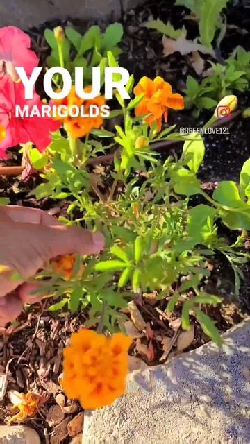 Tip of the day: Marigold maintenance смотреть онлайн