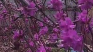 Рододендрон Дальневосточный 30-04-2025