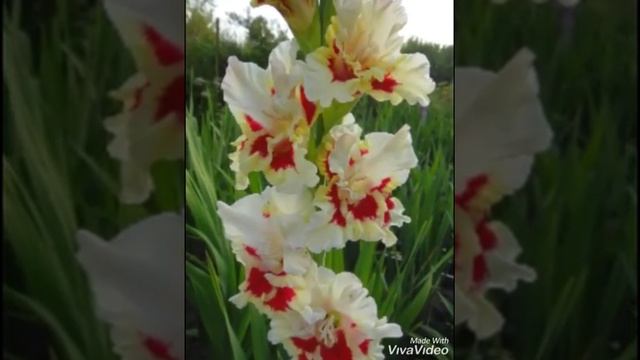 АЧЫЛМАГАН ЧӘЧКӘ