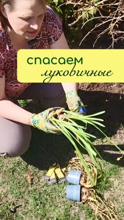 Спасаем ЛУКОВИЧНЫЕ