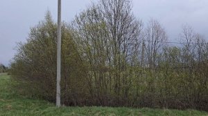 Сольцы 2036 кв.м