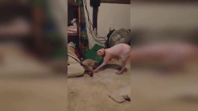 Приколы 2015. Ржач. Очень Очень смешной кот). Funny. Rzhach. Very very funny cat) смотреть онлайн