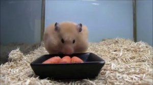 Хомяк ест морковку