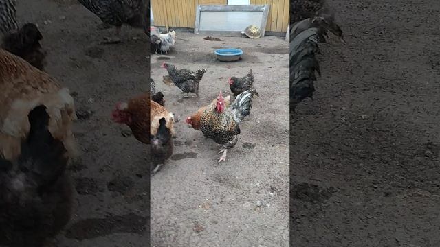В деревне🏡 утро началось 🌞 Кормлю курочек🐔