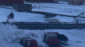 Медведь напал на человека в поселке-призраке на архипелаге Шпицберген