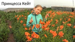 Тигровые лилии 2023г.