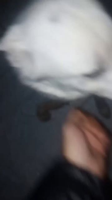 собаке:) #снежок #собака смотреть онлайн