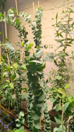 Моя коллекция эвкалиптов, возраст 6-7 месяцев #эвкалиптыдома #цветы #garden #рассада #natur
