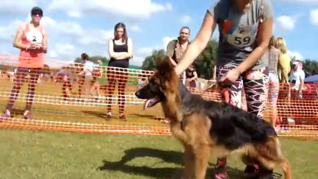 1-БП,Победитель класса щенков д-ш, Главной выставки РСЛНО 2017 -"ЛАУДЕР ШТАЛЬ ХОЛЛИ БЭРИ". смотреть онлайн