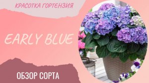 Early Blue обзор сорта 😍🌺🌿