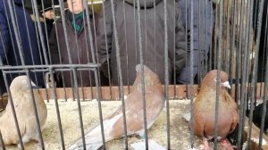Ждановские голуби которые мне понравились на выставке в Мариуполе 2019.