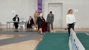 29-04-2025 Армения, Ереван, выставка CACIB, судья Hrachik Hakobyan