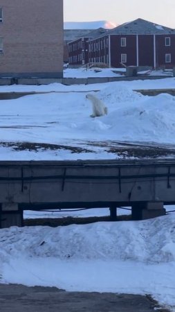 Белый медведь погнался за человеком на Шпицбергене.