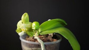 P. Joy Spring Canary Green TL