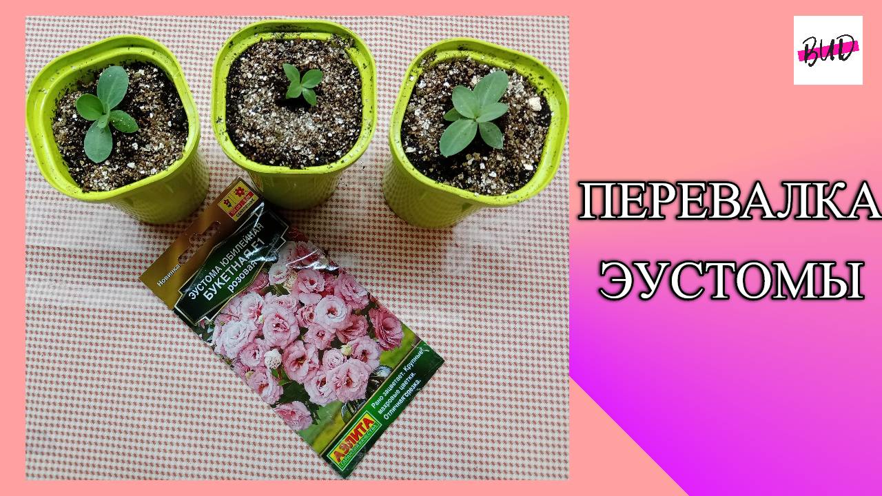 ПЕРЕВАЛКА ЭУСТОМЫ 2025.