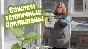 Как выращивать баклажаны в теплице: все особенности ухода!