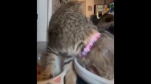 Самые смешные кошки 2024 Смешные видео с кошками Funny cats