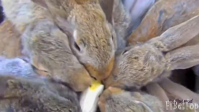 Смешные милые кролики 3 Тишкин Клуб смотреть онлайн